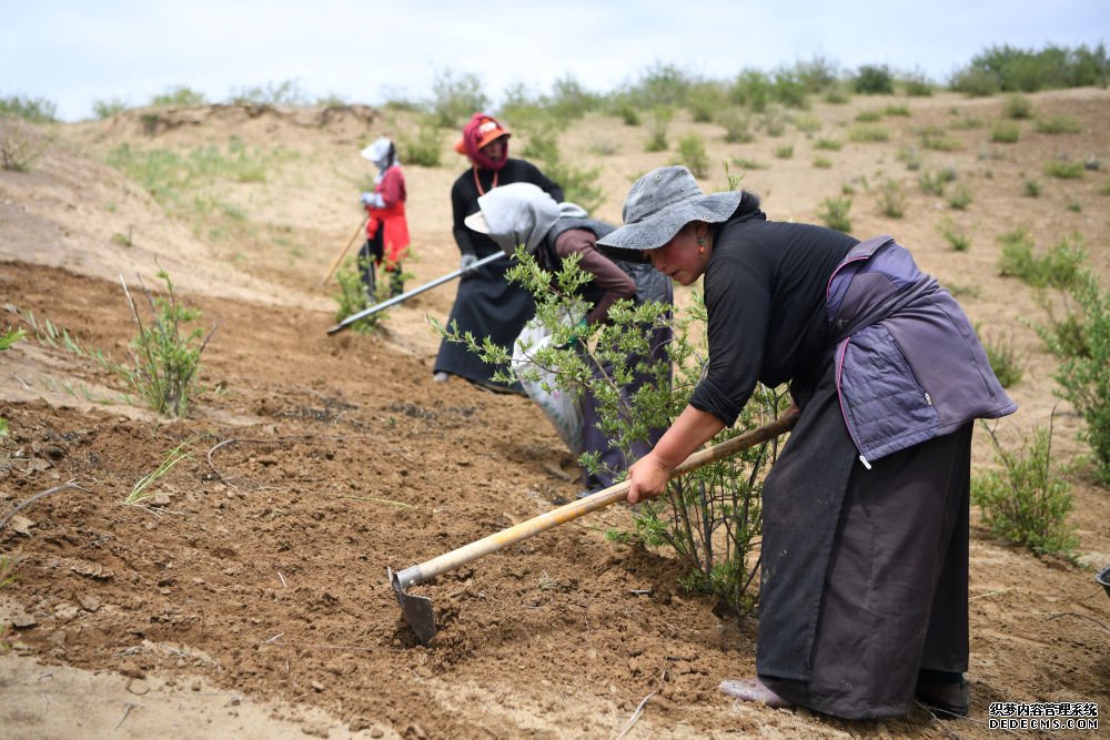 牧民在甘肃省甘南藏族自治州玛曲县欧拉镇黄河沿岸一处沙化草原治理点补种草籽（2023年7月6日摄）。新华社记者 方欣 摄