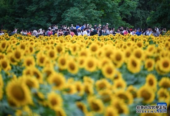 北京：夏日绽放的向日葵
