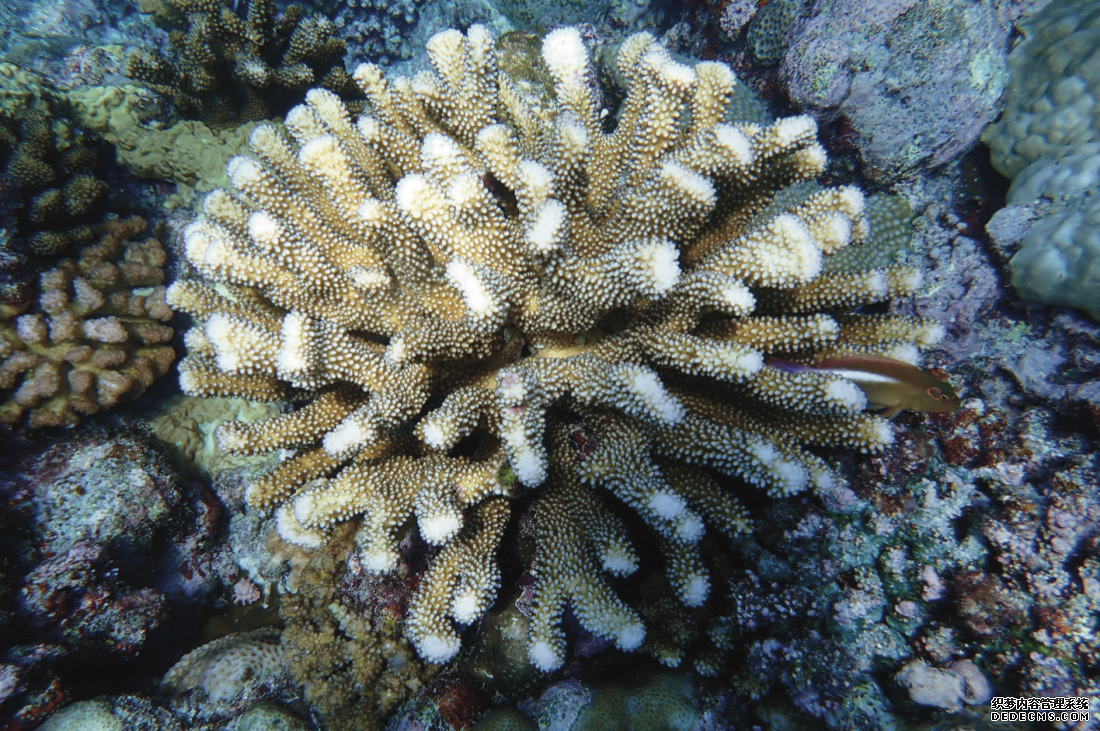 黄岩岛海域发现的埃氏杯形珊瑚。生态环境部华南环境科学研究所供图