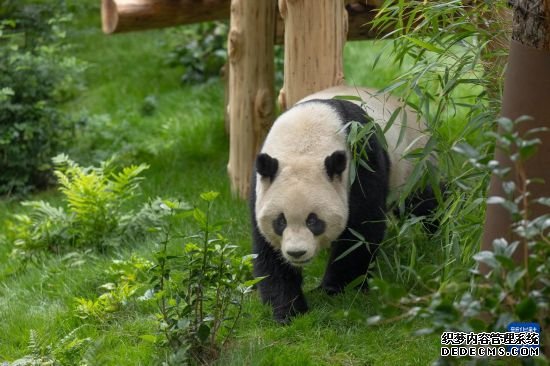 旅美大熊猫“云川”“鑫宝”8月与游客见面
