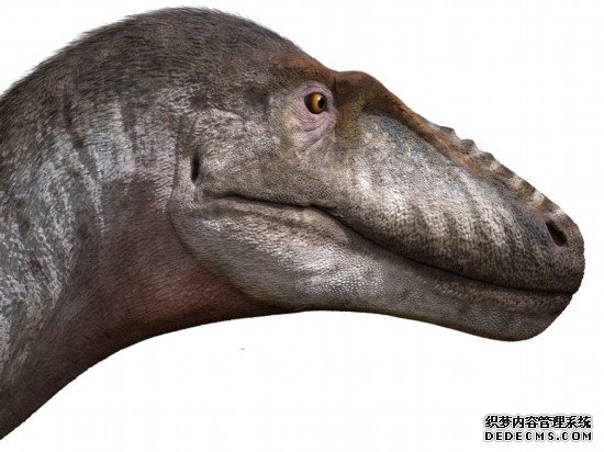远古发现丨新发现暴龙类恐龙：古生物学家详解“暴龙之吻”