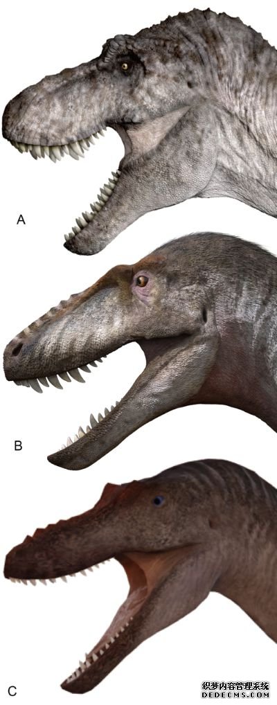 霸王龙（A）、亚洲暴龙（B）和虔州龙（C）等三种暴龙的头部复原图。前两者是深吻型，虔州龙是长吻型。（受访者供图）