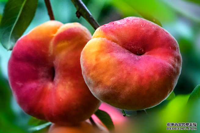 好品中国丨平谷仙桃季，甜蜜在今夏