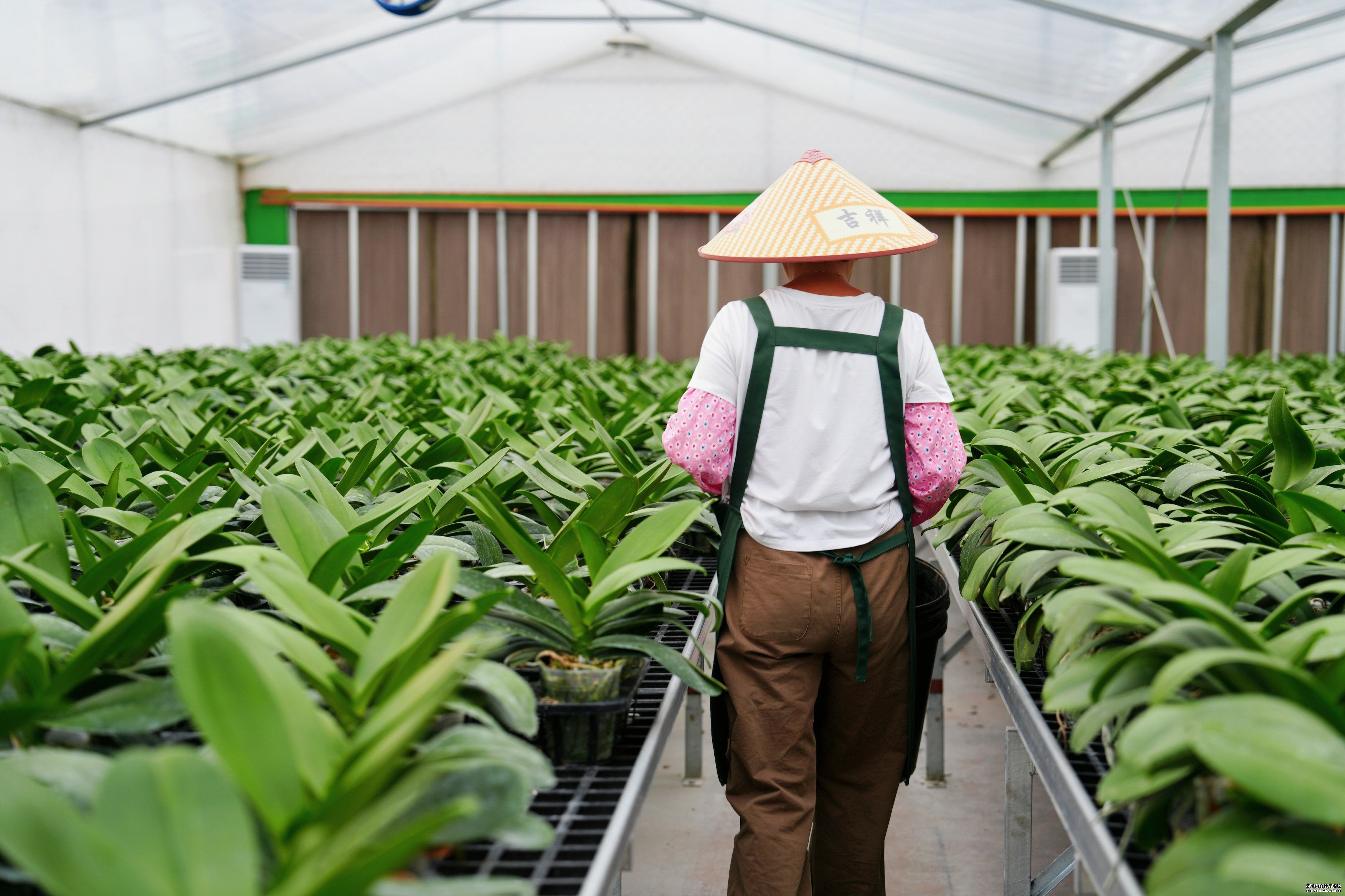 在龙头企业带动下和当地矿山修复政策的吸引下，多家蝴蝶兰培育企业陆续落地龙潭镇，带动近2000人就业，年人均收入可达5万元以上，成为福建省内知名的蝴蝶兰生产基地。杨芝浩 摄