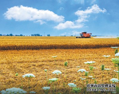 提升粮食产能 推进多元增值（新时代画卷·国家现代农业产业园②）