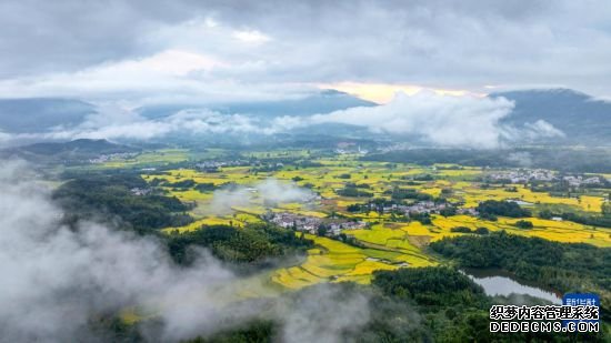 “云上梯田”丰收在望