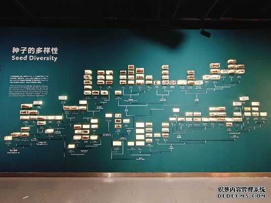 博物馆收集种子和果实，制作被子植物“家谱”。本报记者张驰摄