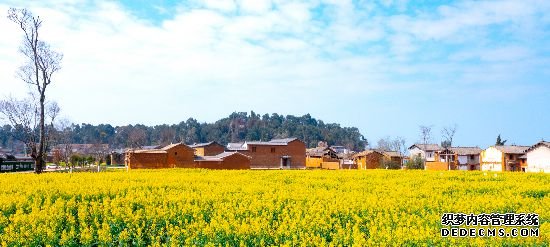 卧龙古渔村油菜花盛开。呈贡区宣传部供图