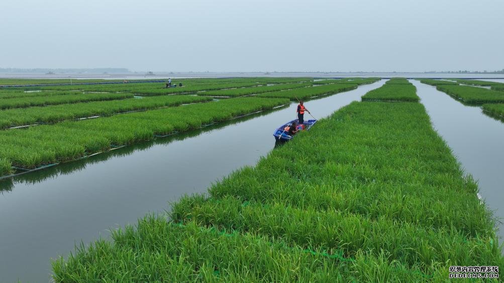 中国成功在大型煤田沉陷区上种植水稻