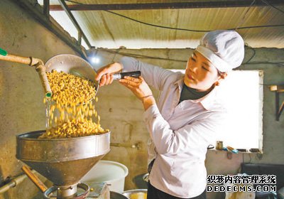 玉露生凉 大豆满仓（文化中国行）