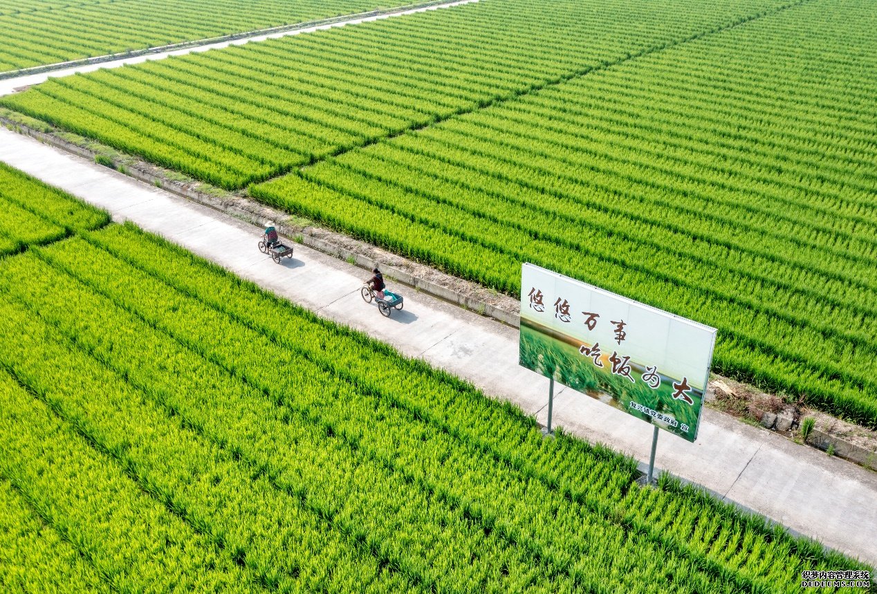 四川眉山东坡区复兴镇水稻种子基地满目青翠，秧苗长势喜人。图片来源：人民图片