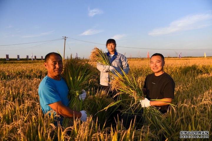 在吉林省永吉县禾谷丰水稻种植农民专业合作社，负责人张帅（右一）和农民手捧收获的水稻（2024年8月20日摄）。新华社记者 张楠 摄