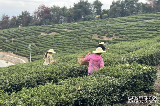 （“国寿七夕茶”神雾岭生产基地内，采茶工穿梭其间头戴草帽，手挎竹篓，手法娴熟地采摘鲜嫩的茶叶（受访者供图）