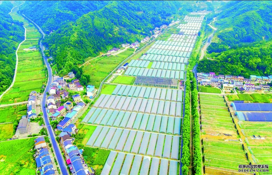 香口乡好香口蔬菜基地 郧轩文摄