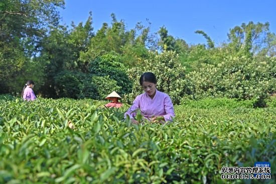 非遗传承人冯康崇：茶香浸润400年