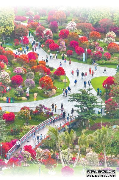 四季繁花三角梅（一朵花读懂一座城）