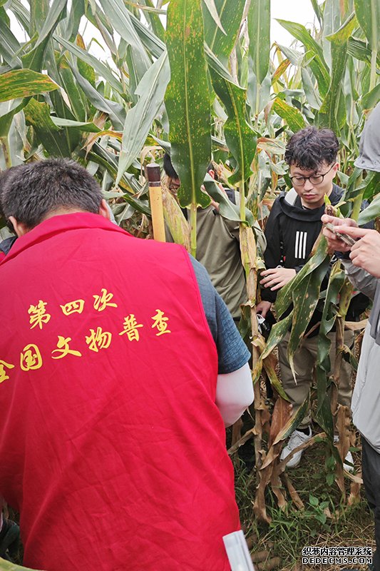 普查队员正在使用探铲进行探测。中国文物报供图