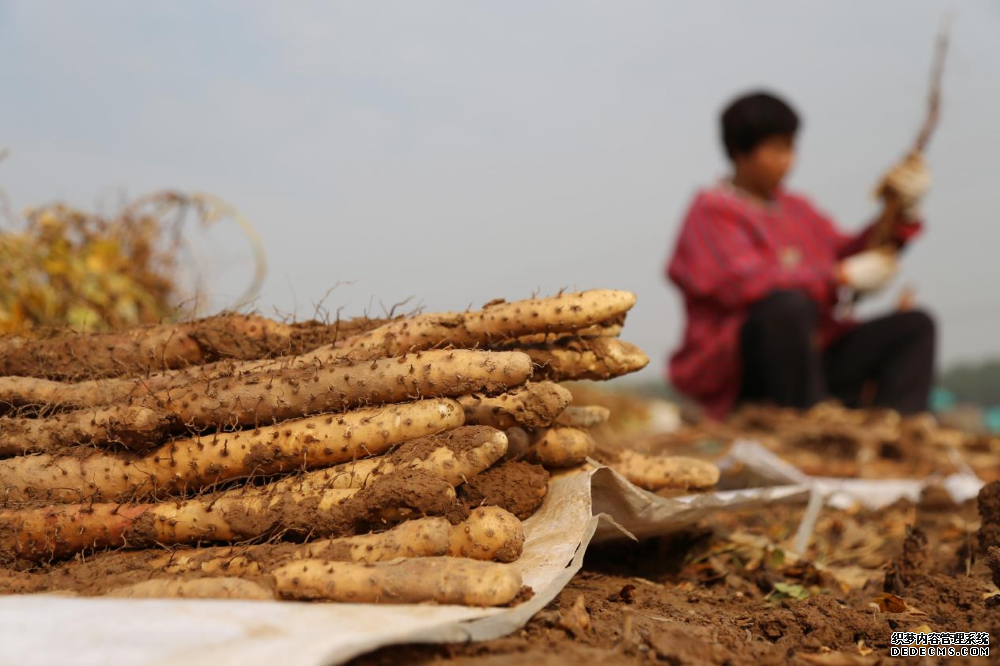 好品中国 | 山河共育的“食中之药”