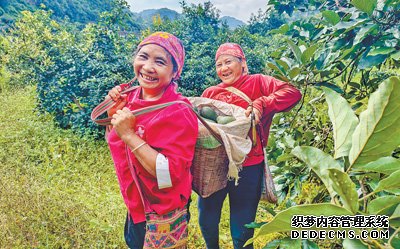 牛油果，绿满红土地（记录中国）