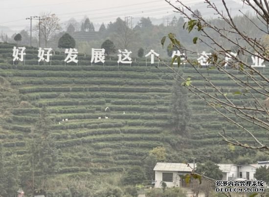 景宁畲族自治县澄照乡三石村马岭头茶叶基地。刘军国摄